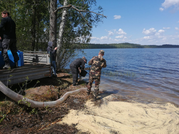 Сотрудник Псковского филиала принял участие в выпусках водных биоресурсов в трансграничные водоемы Псковской области