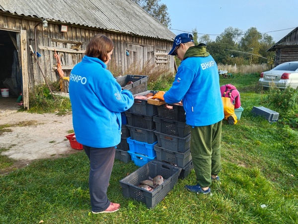 Определение уловистости закольных орудий лова на Чудском озере