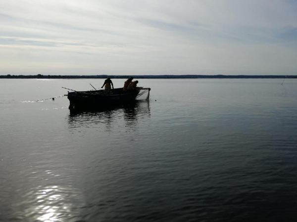 Изучение эффективности работы заколов в Чудском озере