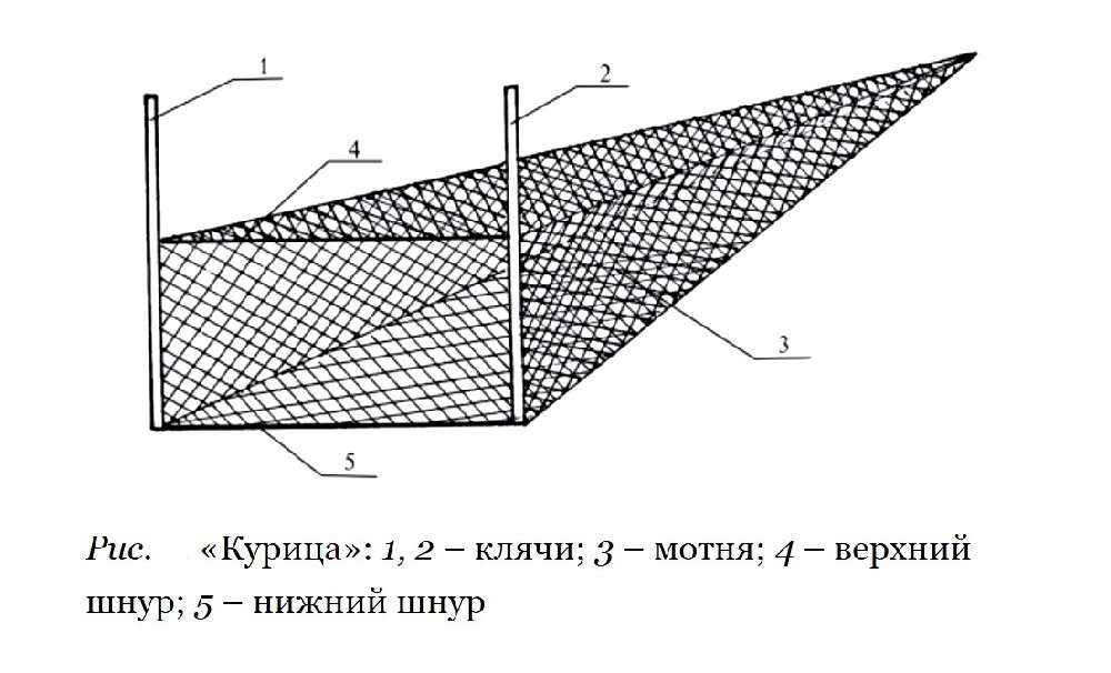 курица шаганов